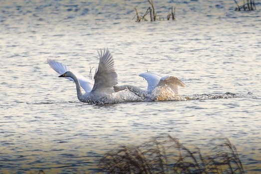 In Heilongjiang, migratory birds take a break