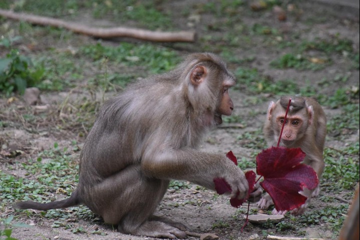 Animal babies bring fresh look to Harbin zoo