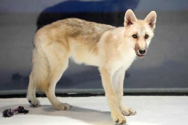 Cloned arctic wolf makes debut in NE China's Heilongjiang