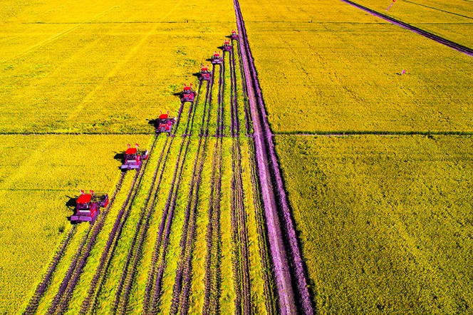 In Heilongjiang, rice harvest in full swing