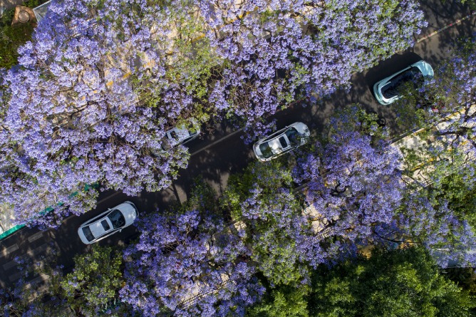 Blooming bluebonnets add a touch of romance to Kunming