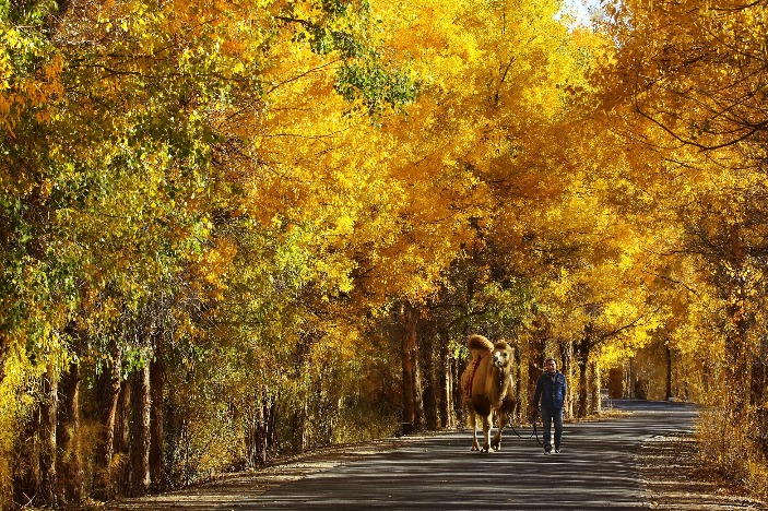 Euphrates poplar trees turn to gold in Gansu