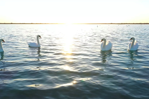 Ejine Banner becomes paradise for migratory birds