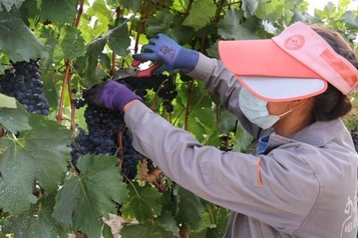 Wine making underway in Tibet's Sangri county