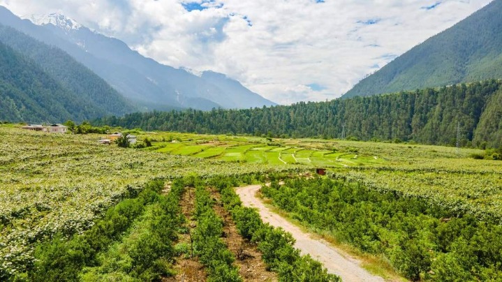 Kiwifruit farmer spurs high-altitude rural vitalization in Tibet