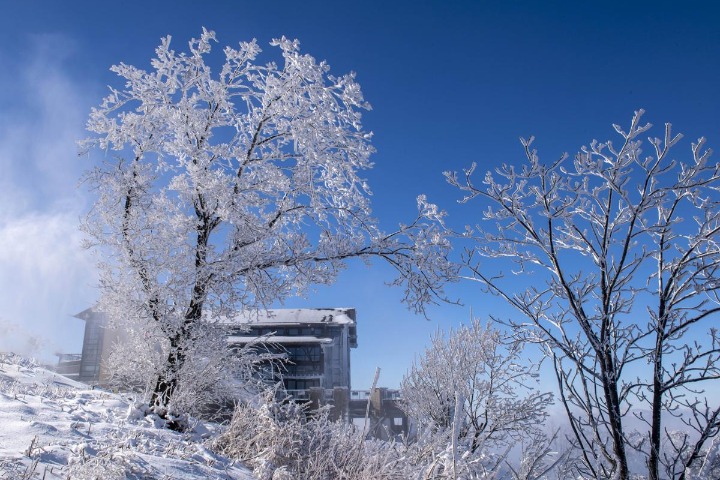 Delicate rime ice appears in Jilin