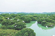 Coastal protection building 'city of mangroves'