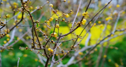 Admire wintersweet flowers in Yangzhou