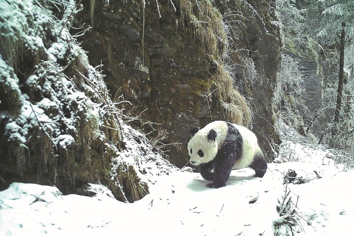 Panda park provides 'umbrella protection'