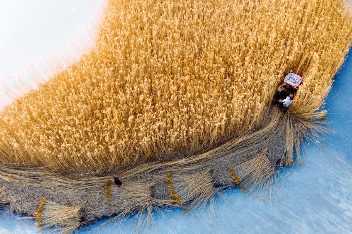 Reed harvest begins in Liaoning wetland