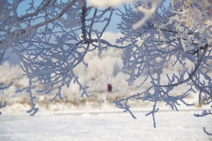 In Jilin city, rime ice dazzles