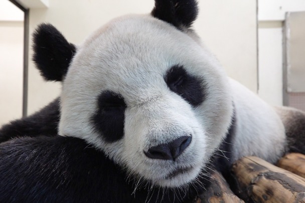 A happy Spring Festival with pandas in Taipei