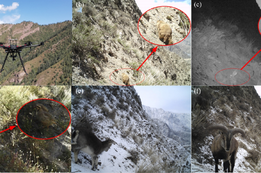 Drone-based IoT helps monitor ecosystem of Qinghai-Tibet Plateau