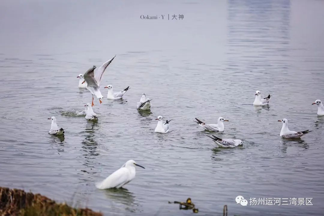 Yunhe Sanwan a haven for birds