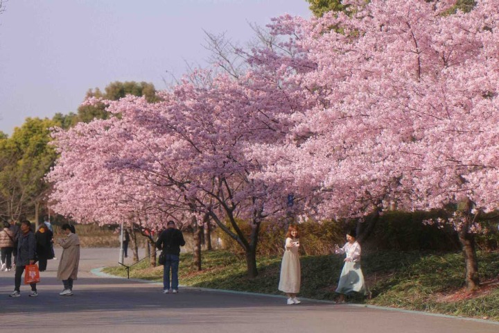 Shanghai Cherry Blossom Festival to kick off