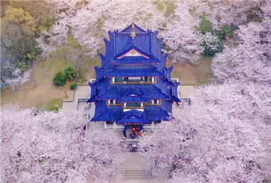 Wuxi launches buses for viewing cherry blossoms