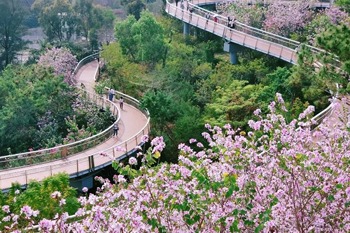 Immerse yourself in Zhuhai's flower sea this spring