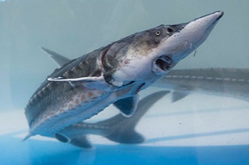 Rare fish released into Yangtze River in East China