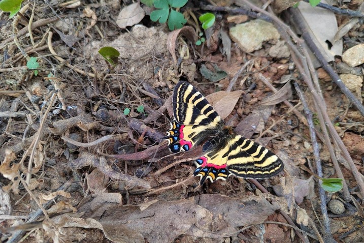 Rare butterflies photographed in life stages