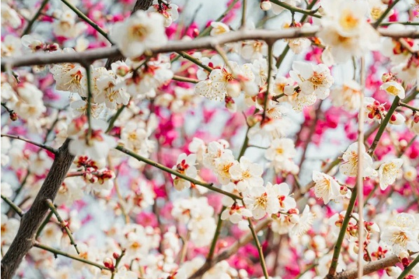 Ideal time to enjoy blossoms in China's Auto Valley