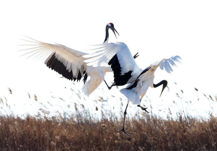 Wetland in Liaoning a model of coexistence