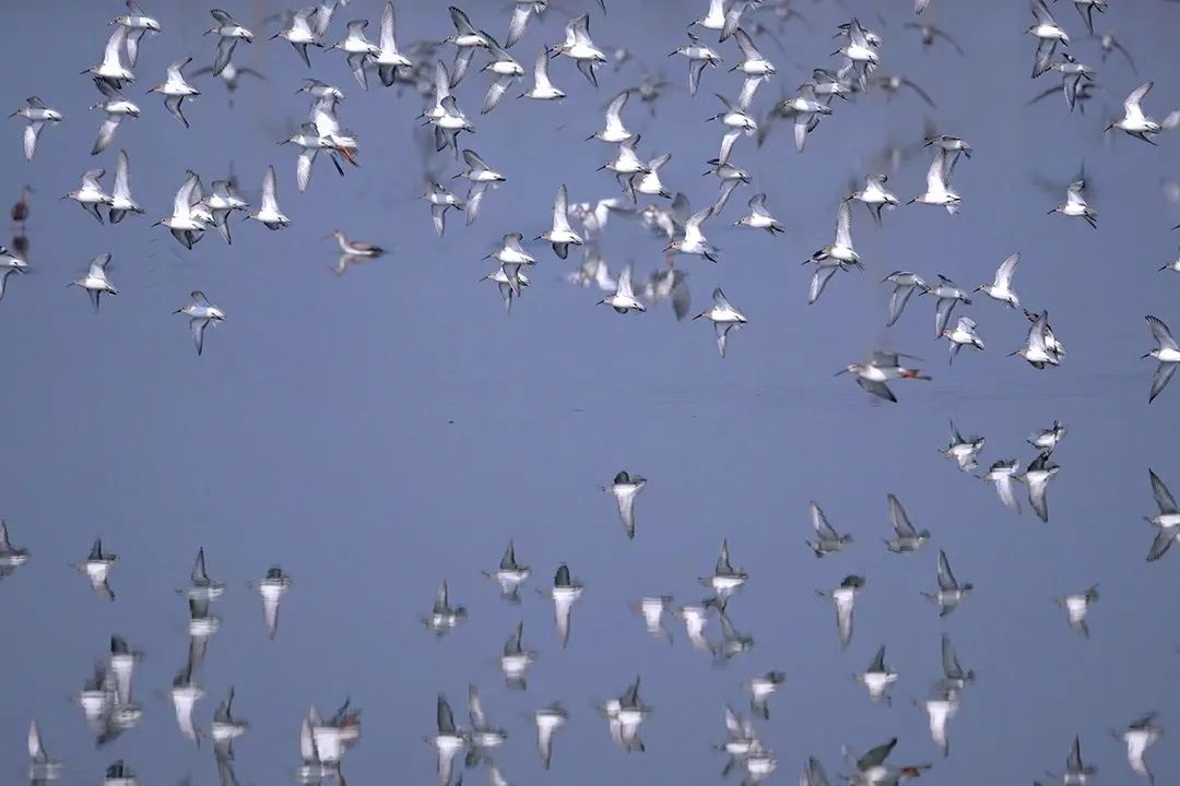 Yanhu village a haven for migratory birds