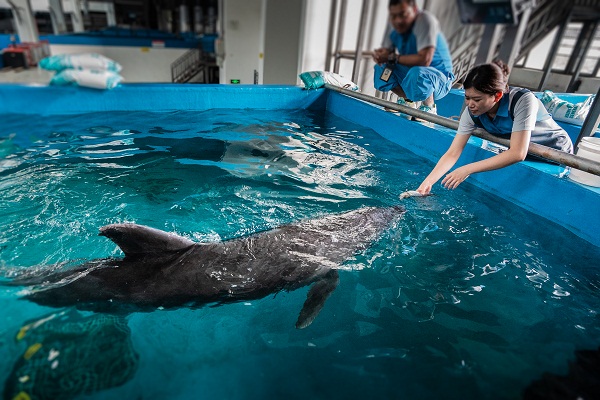 Rescued dolphin returned to the sea