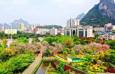 Jinchengjiang's bauhinia flowers in full bloom