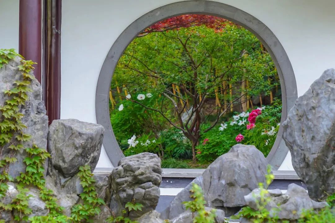 Peony flowers in full bloom at Heyuan Garden