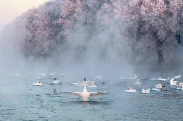 Swan Spring Wetland Park in Xinjiang