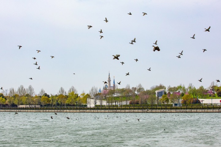 Over 120 species of birds settle at Shanghai Disney Resort