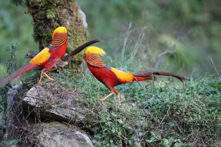 Chinese pheasants get royal treatment in Hubei