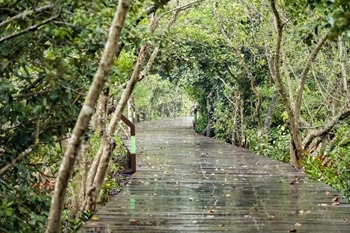 Tangjiawan green belts offer majestic landscapes in spring