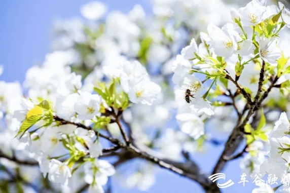 Cherry blossoms usher in spring for WEDZ