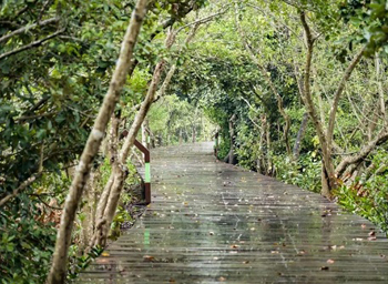 Tangjiawan green belts offer majestic landscapes in spring