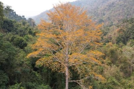 Researchers discover exotic, rare plant species