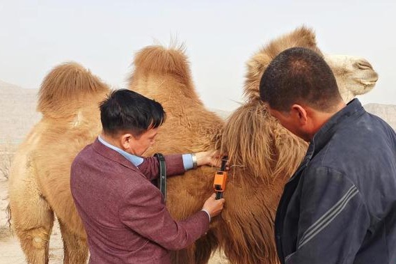 Tracking technology helps boost camel herding in Xinjiang