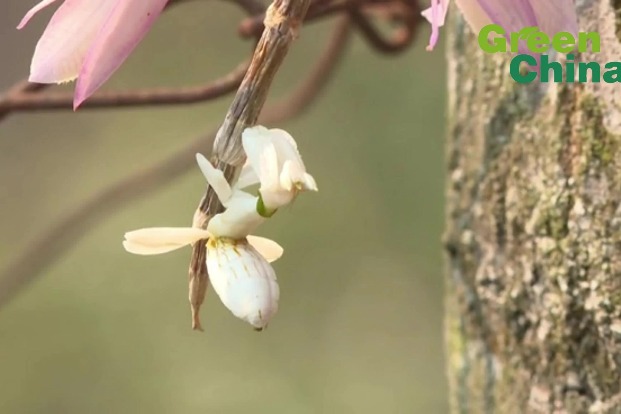 Orchid mantis spotted in Yunnan