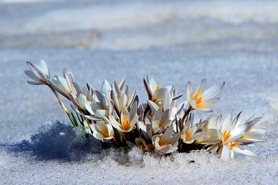 Wild lilies bloom in Xinjiang