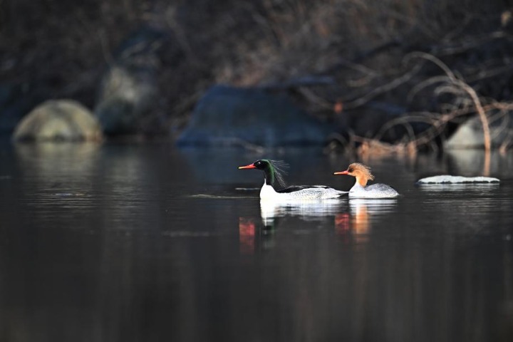 Endangered Chinese mergansers seen at lake in Jilin