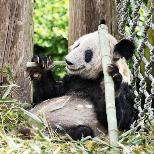 Millions welcome Ya Ya as panda arrives in Shanghai