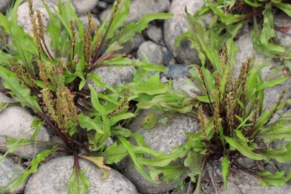 'Giant panda plant' found for first time in sichuan province