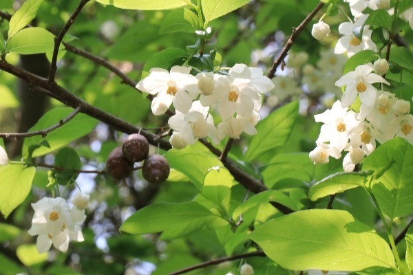 Rare tree species found in Hunan