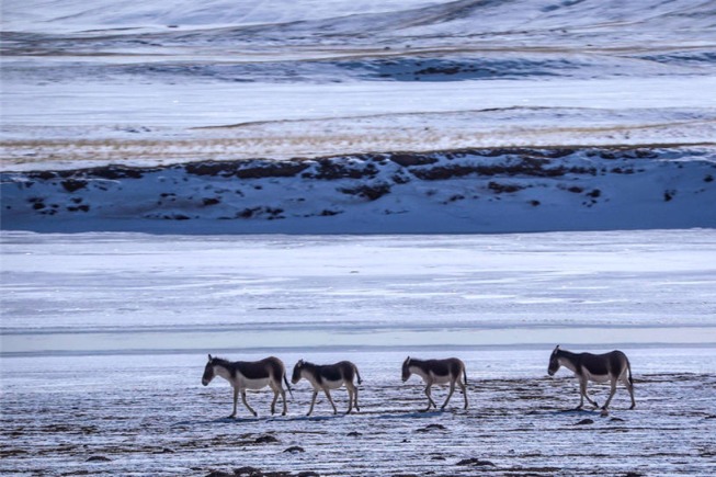 China's Sanjiangyuan nature reserve sees increasing vegetation coverage