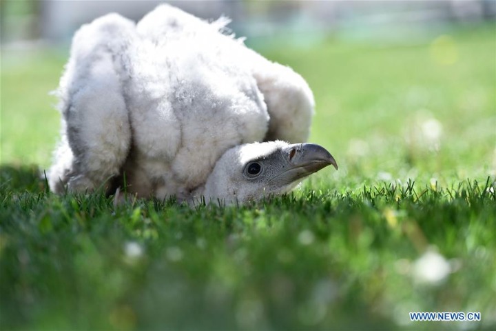 Two captive-bred Himalayan vultures make their public appearance in Xining