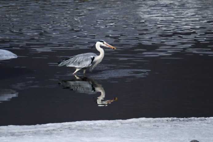 Migrating herons stop over in Heilongjiang