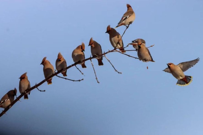 Waxwings receive warm welcome in Heilongjiang