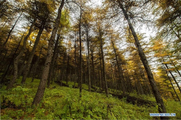 Scenery at Liupan Mountain in Jingyuan county, China's Ningxia