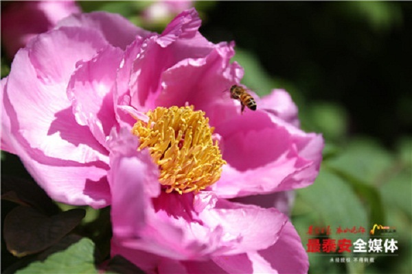 Peony blossoms light up Dai Temple