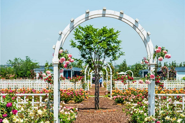 Chinese roses blooming in Quzhou